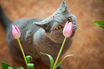 Gray British cat with pink tulips