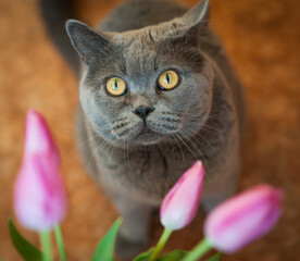 Gray British cat with pink tulips