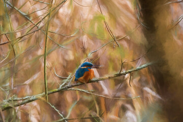 A common Eurasian kingfisher, Alcedo atthis perched by a pond.