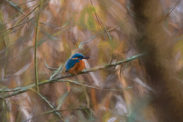 A common Eurasian kingfisher, Alcedo atthis perched by a pond.