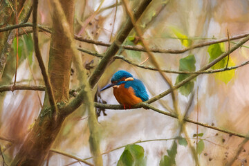 A common Eurasian kingfisher, Alcedo atthis perched by a pond.