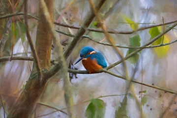 Obraz premium A common Eurasian kingfisher, Alcedo atthis perched by a pond.