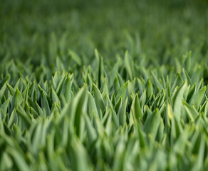 flowers in the development stage, green tulips,