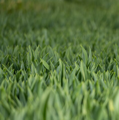 flowers in the development stage, green tulips,