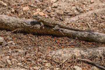 Eastern fence lizard on a log