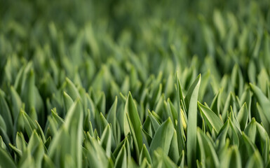 flowers in the development stage, green tulips,