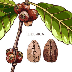 liberica coffee, plant, grain_view of coffee beans, liberica variety, plant flowers, beans, berries, grains, hand drawing, colorful detailed natural design