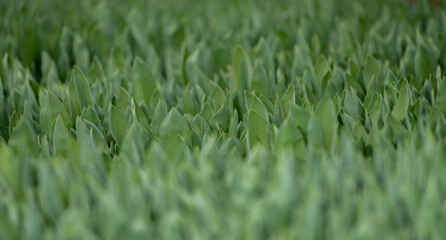 flowers in the development stage, green tulips,