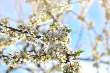 Spring flowering background. Beautiful nature scene with a flowering tree and sun flares. Sunny day. Spring flowers. Beautiful garden. Abstract blurred background. In the spring