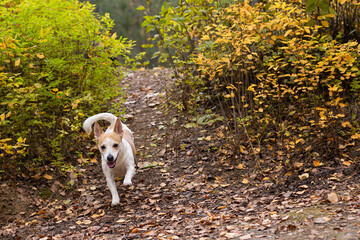 Jack Russell Terrier, a thoroughbred dog in a nature park