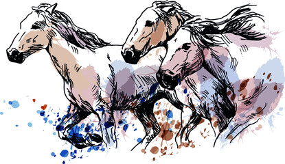 Colored hand sketch of running horses. Vector illustration.