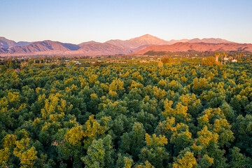 Overview of orange groves