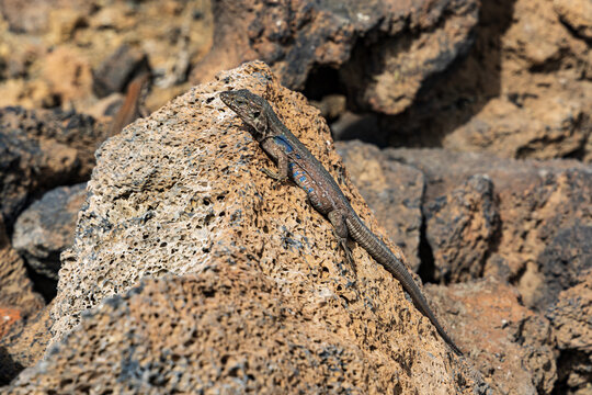 Male Tenerife wall lizard Gallotia galloti on a rock at Teide National Park, Tenerife, Spain