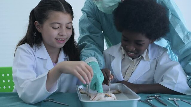 Education concept of 4k Resolution. Researchers are dissecting frogs in a lab. teaching students. physical examination.