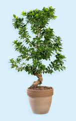 Potted Ficus ginseng plant with small leaves
