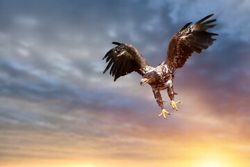 Obraz premium One flying falcon in the nature background in the sunset time