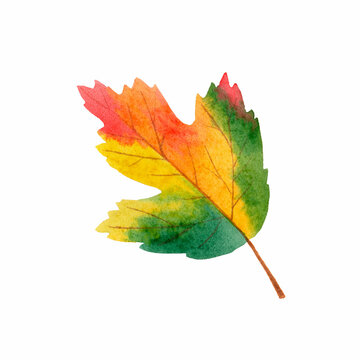 Watercolor autumn leaf
isolated on white background