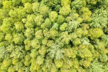 Naklejka premium Top down aerial view of green summer forest with canopies of many fresh trees