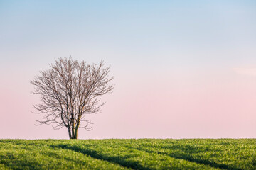 Fototapeta na wymiar Lonely tree in field