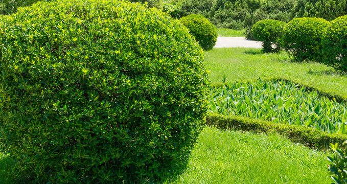 Sheared evergreens in ball Euonymus japonicus Ovatus Aureus (evergreen spindle or Japanese spindle) in Arboretum Park Southern Cultures in Sirius (Adler) Sochi.