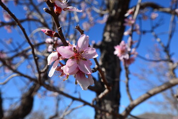 Blick auf eine spanische Mandelblüte