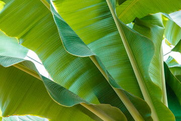 Tropical banana palm tree green leaves on white background. Natural eco background of exotic palm leaves plant foliage texture. Summer Jungle eco Concept
