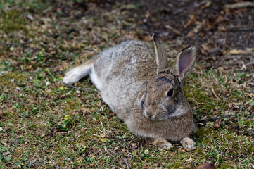 Naklejka na ściany i meble A rabbit lies on the grass, relaxed