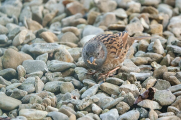 close up of a dunnet (Prunella modularis) feeding amongst patio garden stones