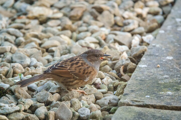 close up of a dunnet (Prunella modularis) feeding amongst patio garden stones