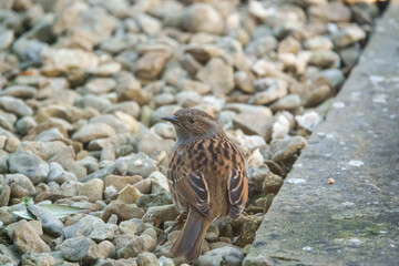 close up of a dunnet (Prunella modularis) feeding amongst patio garden stones