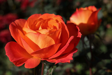 Red orange rose as a natural background .Valentine's day. Bushes of bright blooming roses on sunny day. Natural floral background. Flower close up. Background with roses. Flower petals. Postcards. 