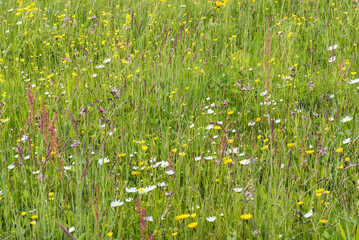 Streuwiese - naturbelassene Blumenwiese