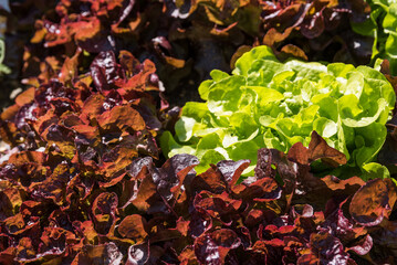 Pflücksalat - Gemüse im Garten