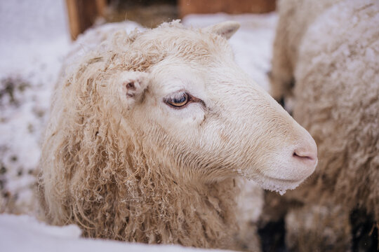 Sheep in snowy winter farm. Animal farm life. Cod snowy winter