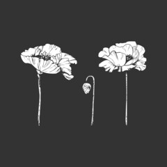 collection of poppies, white stencil_collection of poppies, flower and bud on a dark background, white stencil