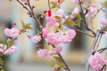 Cherry blossoms close up. Nature floral background. Pink sakura flowers in spring. Seasonal wallpaper. Cherry blossom branch on blurred background.