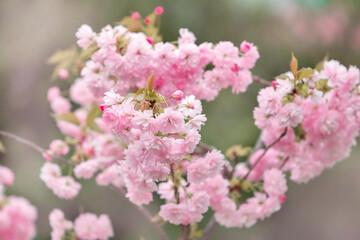 Fototapeta na wymiar Cherry blossoms close up. Nature floral background. Pink sakura flowers in spring. Seasonal wallpaper. Cherry blossom branch on blurred background.