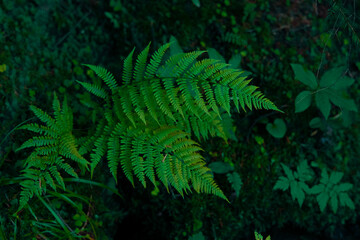 fern plant deep green color close up natural object in wood land