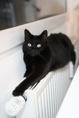 schwarze Katze liegt auf Heizung