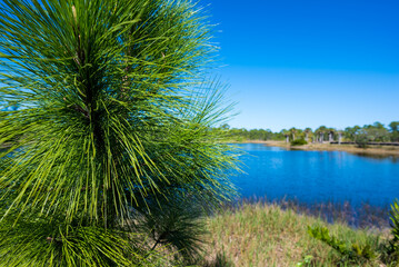 Pine Needles With Lake background And Blue Sky