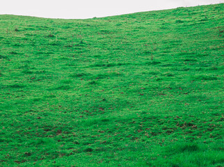 a hill of green grass