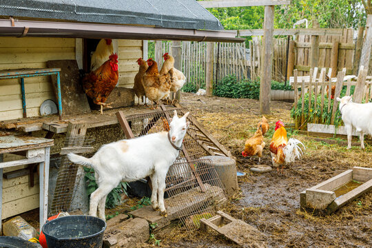 Goat and free range chicken on organic animal farm freely grazing in yard on ranch background. Hen chickens domestic goat graze in pasture. Modern animal livestock, ecological farming. Animal rights