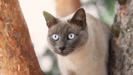 Fototapeta na wymiar Close up portrait of cute thai cat outdoors on tree