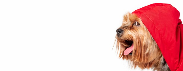 Close up portrait of happy smiling yorkshire terrier breed dog in red coat isolated on white background. Dog head is covered by hood. Copy space