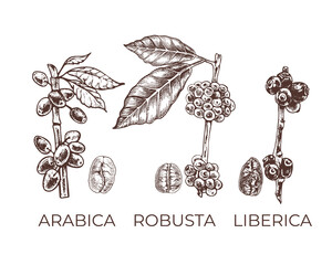 arabica, robusta, liberica, graphics_types of coffee varieties, grains and plants, graphic vector illustration with text arabica, robusta, liberica,