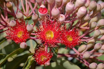 Australian Red Flowering Gum Tree with flowers and buds