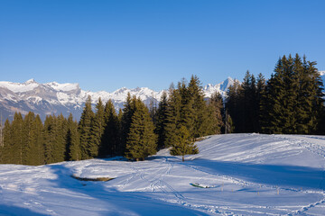 Fototapeta na wymiar The forest edge in the Mont Blanc massif in Europe, France, Rhone Alpes, Savoie, Alps, in winter on a sunny day.