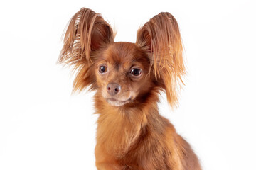 Close up portrait of cute sad russian long haired toy terrier breed dog of red color sitting isolated on white background. Copy space