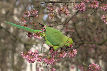 Green parakeet is eating pink blossom of a cherry tree in London park. This friendly bird sits on a tree branch and savors those tender flowers.