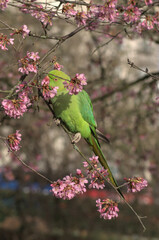 Green parakeet is eating pink blossom of a cherry tree in London park. This friendly bird sits on a tree branch and savors those tender flowers.